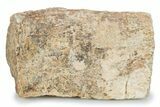 Fossil Sauropod Limb Bone Section w/ Metal Stand - Colorado #294912-1